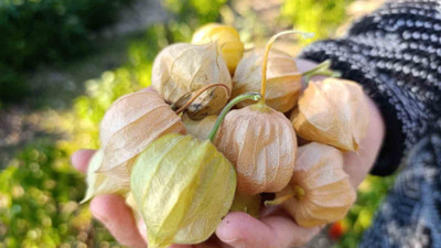 100 gramı 50 liradan satılıyor! Manisa’nın Demirci ilçesinde yetiştiriliyor