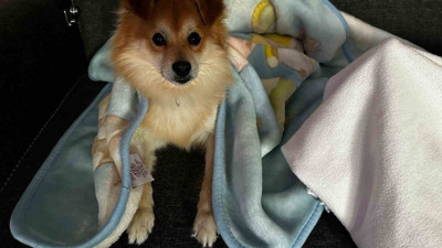 Bulana 50 bin lira ödül verecekler! Bursa’nın Osmangazi ilçesinde kayboldu