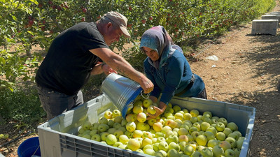 Elma diyarı Isparta'da hummalı hasat mesaisi