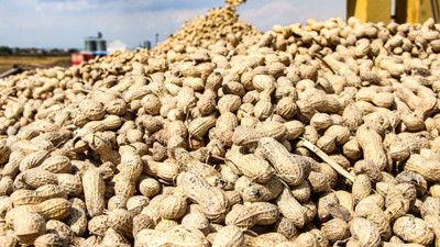 Yer fıstığının kilo fiyatı 50 TL'ye düştü! Adana'da hasadı devam ediyor