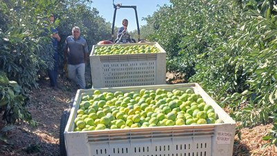 Erkenci mandalinada yüzler gülüyor