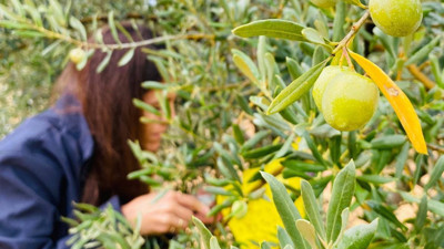 Manisa'daki zeytin üreticilerine çifte uyarı geldi!