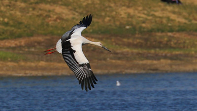 Çin Sanatını Şekillendiren Doğal Miras