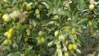 Her taraf zeytin kokuyor!