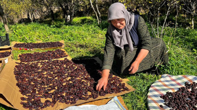 Kendine özgü aroması var: Ardahan Çıldır'da hasadı başladı