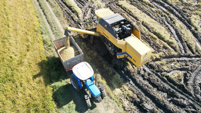 Osmancık pirincinin hasadı başladı