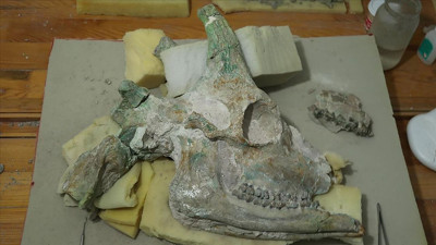 Çankırı’da bulundu! Tam 9 milyon yıllık