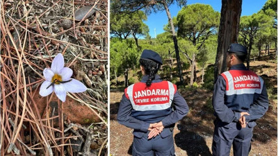 Bu çiçeği koparmanın cezası 557 bin TL! Aydın'ın Koçalı ilçesinde yetişiyor