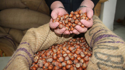Giresun’da fındık fiyatları haftayı bakın kaç paradan kapattı!