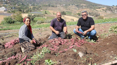Hatay'da hasadı başladı, 35 TL'den alıcı buluyor