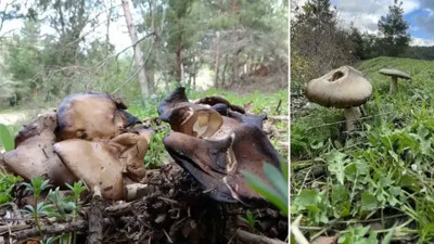 Mantar tüketenler dikkat! Uzman isimden hayati uyarı