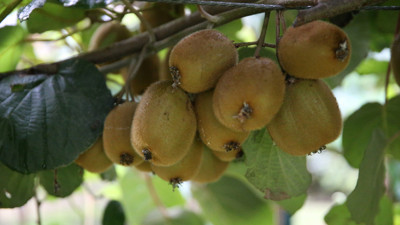 Kivinin satış fiyatı belli oldu! Ordu'da kasım ayında hasadı başlıyor