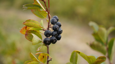 Edirne'de üretilip yurt dışına gönderiliyor! Kilosu 80 liradan satılıyor
