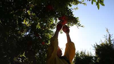 Adıyaman'da üretiliyor: 9 ülkeye ihraç ediliyor