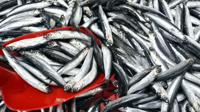 Zonguldak’ta hamsinin fiyatı düştü