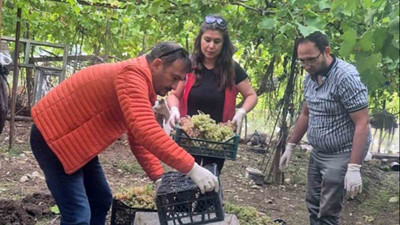 Muğla'daki üzümlerde o madde tespit edildi!