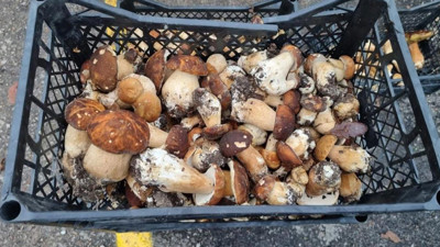 Sinop'tan Avrupa'ya mantar ihracatı