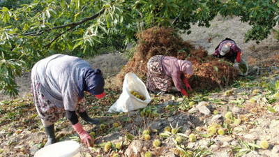 Aydın'da üretiliyor: Türkiye'nin her yerine gönderiliyor
