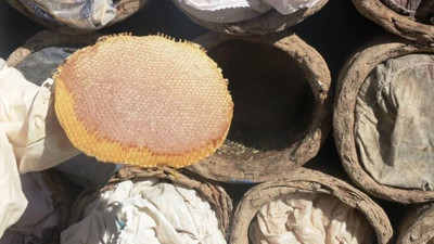 Uluslararası ödüllü: Bitlis'te hasat ediliyor, kilosu 3 bin TL'yi buluyor