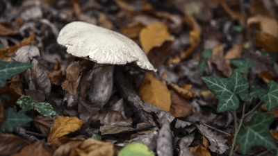 Kastamonu'da mantar faciası: 7 kişilik aile zehirlendi!