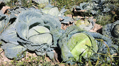 Van’ın Erciş ilçesinde üretiliyor! Tanesi 90 liraya satılıyor