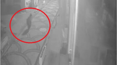 Kastamonu'da aç kalan ayı ilçe merkezine indi