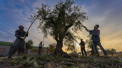 Gaziantep'te zeytin hasadı başladı!