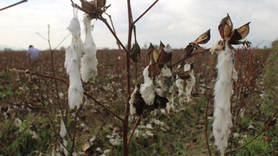 Aydın'da pamuk tarlalarını dolu vurdu