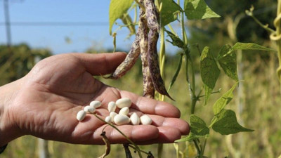 Ordu'da üretiliyor: Türkiye'nin dört bir yanına gönderiliyor