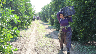 En ucuz meyve: 8 TL'ye kadar düştü!