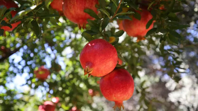 Türkiye'de en çok Antalya üretiliyor: Yurt dışına gönderiliyor