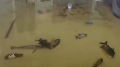 Sel felaketini fırsata çevirdiler: Ağ atıp kilolarca balık yakaladılar