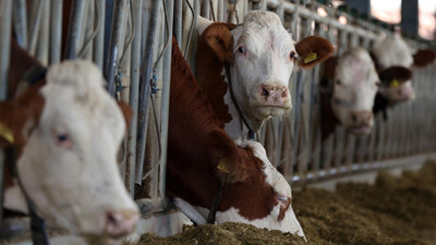 Deli dana hastalığı Türkiye'de mi? Ankara ve Bolu'da görüldü