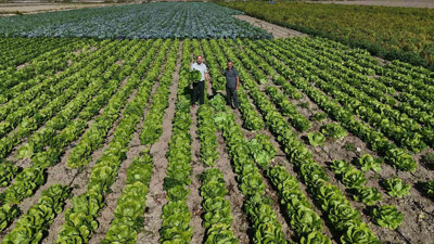 Hatay'da üretiliyor: Tanesi 25 TL'den satılıyor