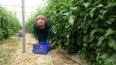 Isparta üretiliyor: Avrupa'ya ve Asya'ya gönderiliyor