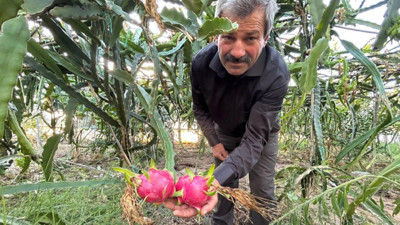Ejder meyvesi Hatay’ı sevdi