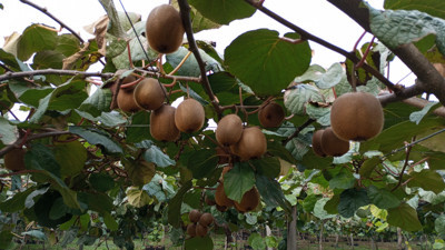 Samsun Çaşamba'da üretiliyor: Bölge ekonomisine katkı sağlıyor