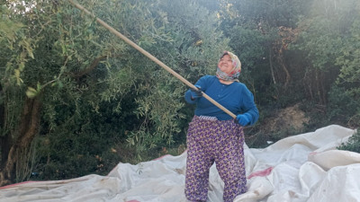 ‘Toplanan zeytin, işçiliği kurtarmıyor’