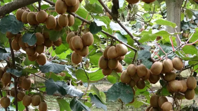 Yalova'da üretiliyor: 80-100 TL civarına satılıyor