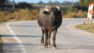 İzmir'de mandalar ve villalar karşı karşıya geldi: 'Siz yokken biz buradaydık'