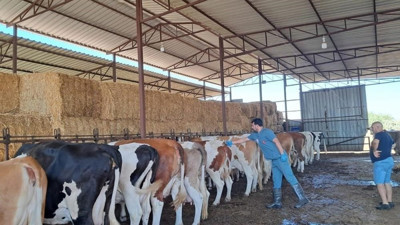 Aydın Bozdoğan'da karantina tedbirleri! İşte nedeni