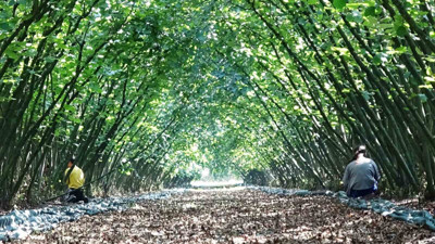 Samsun'da üreticilere hibe desteği!