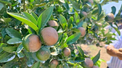 Adana'da hasadı başladı! 2 milyon ton ile Türkiye'nin zirvesinde