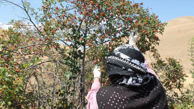 Erzincan’da hasat zamanı geldi! Kış aylarının vazgeçilmezi