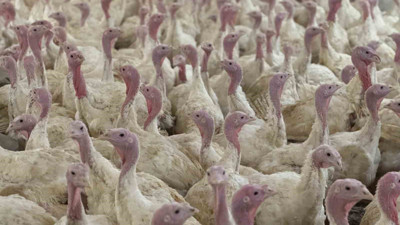 Üreticiler dikkat! Kuş gribi uyarısı geldi