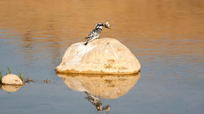 Adıyaman'da ilk kez görüntülendi!