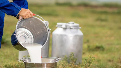 Aydın Süt Üreticileri Birliği Başkanı Servet Başkaya: Litre başına 20 kuruş yetmiyor!