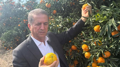 Elciler işçiyi engelledi mandalina dalda kaldı