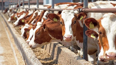 ABD raporu: Türkiye 70 bin ton et ithal edecek