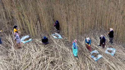 Çorum'da kenevir ekildi! Çiftçiler için gelir kapısı